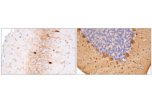 Immunohistochemistry Image 8: Parvalbumin (E8N2U) Rabbit Monoclonal Antibody (BSA and Azide Free)