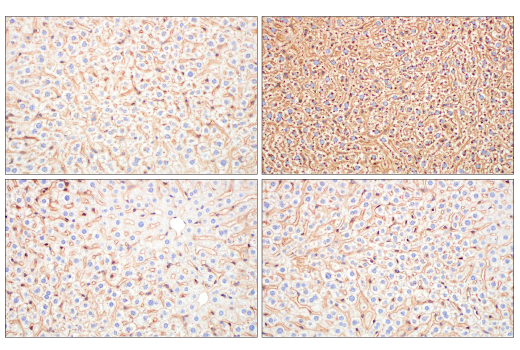 Immunohistochemistry Image 10: ApoE (pan) (E8C2U) Mouse Monoclonal Antibody