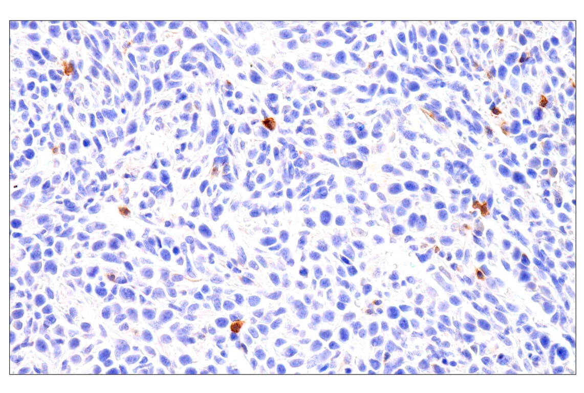Immunohistochemistry Image 4: CD62L/L-Selectin (E7L2M) Rabbit Monoclonal Antibody (BSA and Azide Free)