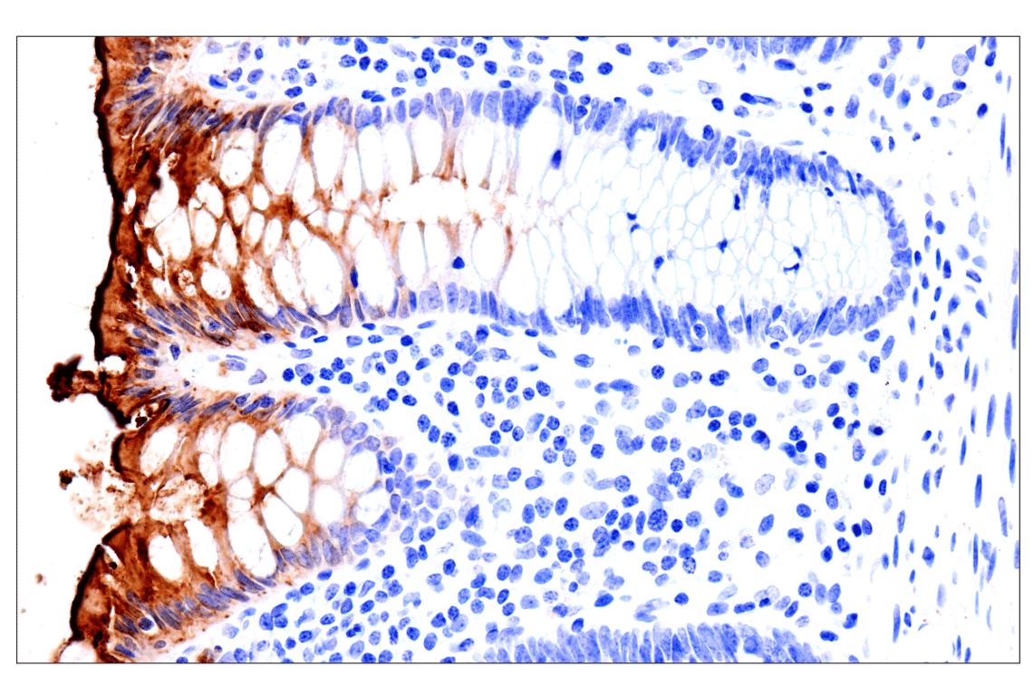 Immunohistochemistry Image 9: CEACAM7 (E5Q6X) Rabbit Monoclonal Antibody (BSA and Azide Free)