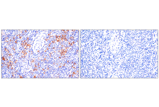 Immunohistochemistry Image 2: cGAS (E5V3W) Rabbit Monoclonal Antibody (BSA and Azide Free)