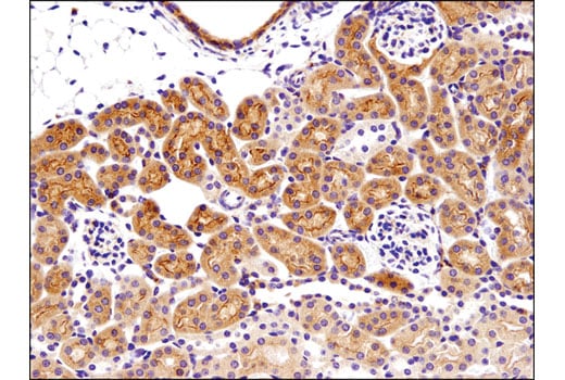Immunohistochemistry Image 1: Bax (D3R2M) Rabbit Monoclonal Antibody (BSA and Azide Free)