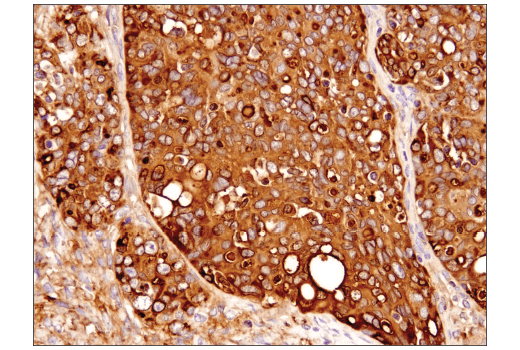 Immunohistochemistry Image 3: Clusterin (D7N2K) Rabbit Monoclonal Antibody
