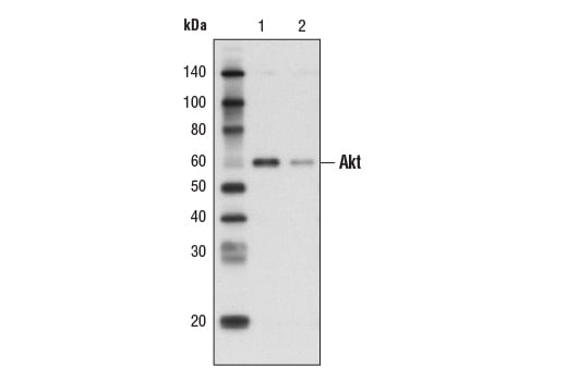 Immunoprecipitation Image 2: Protein G Agarose Beads
