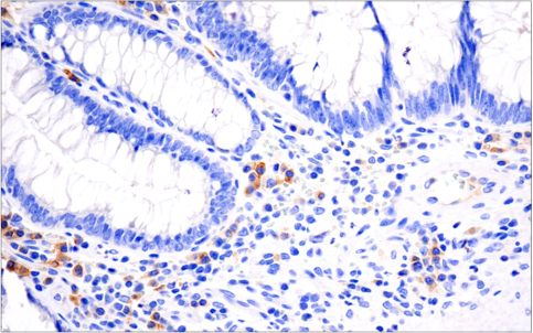 Immunohistochemical analysis of paraffin-embedded human tonsil using CD19 (Intracellular Domain) (D4V4B) XP<sup>®</sup> Rabbit mAb.