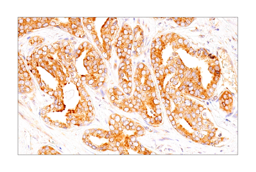 Immunohistochemistry Image 4: UBAP2L (E5X4E) Rabbit Monoclonal Antibody