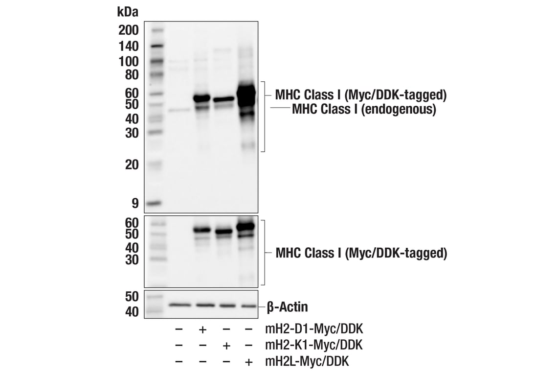 Western Blotting Image 3: MHC Class I (E6L8F) Rabbit Monoclonal Antibody