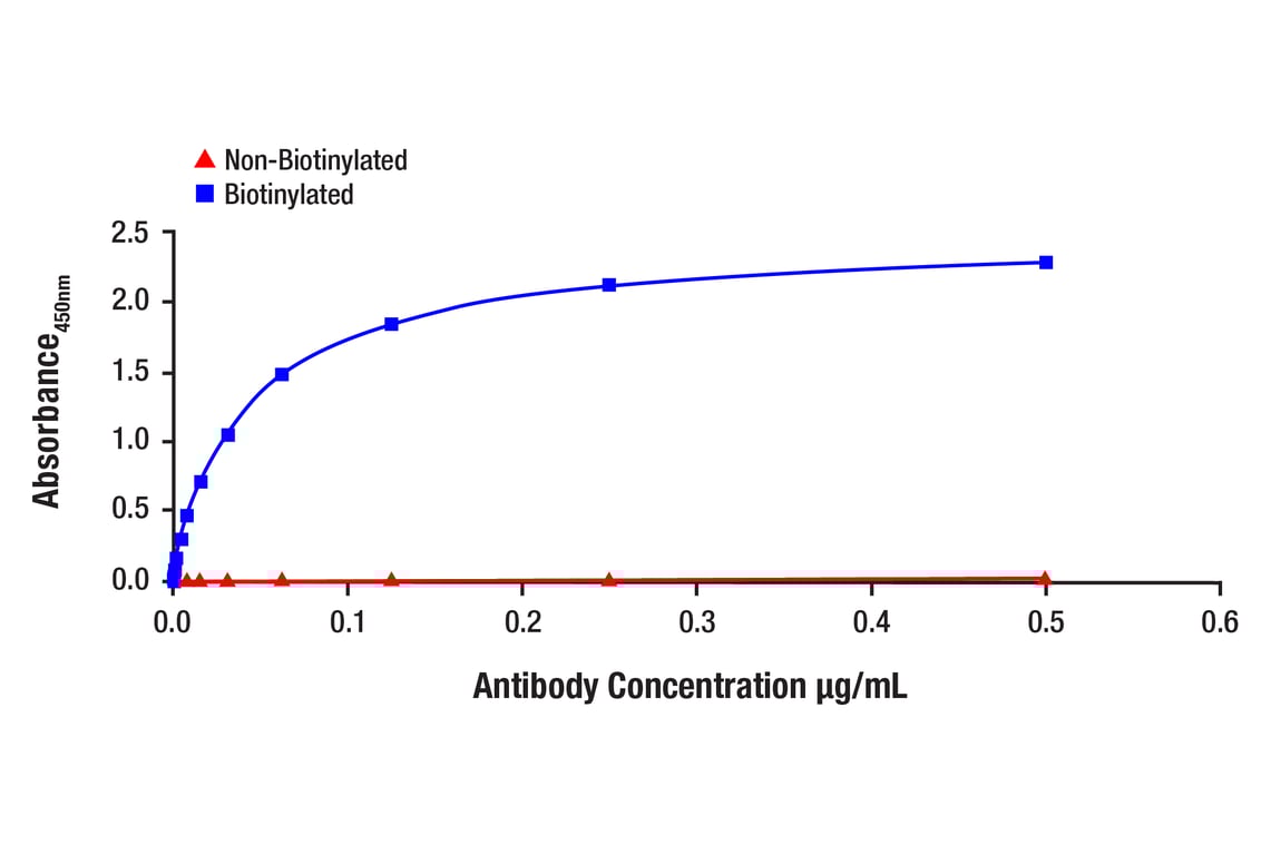 E Image 1: Phospho-SMAD2 (Ser465/Ser467) (E8F3R) Rabbit Monoclonal Antibody (Biotinylated)