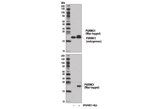 Western Blotting Image 2: PGRMC1 (D6M5M) Rabbit Monoclonal Antibody