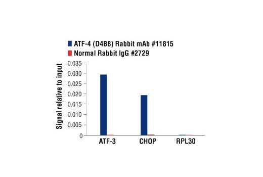Chromatin Immunoprecipitation Image 3: ATF-4 (D4B8) Rabbit Monoclonal Antibody