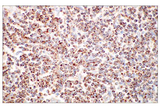 Immunohistochemistry Image 2: TFAM (D5C8) Rabbit Monoclonal Antibody
