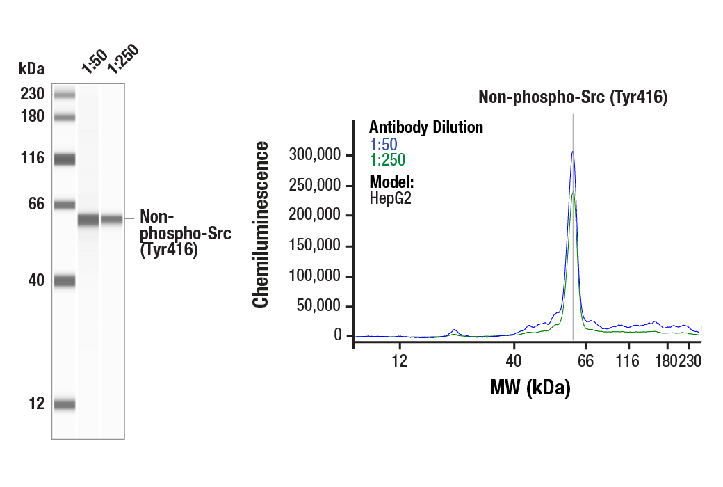 undefined Image 2: Src Antibody Sampler Kit