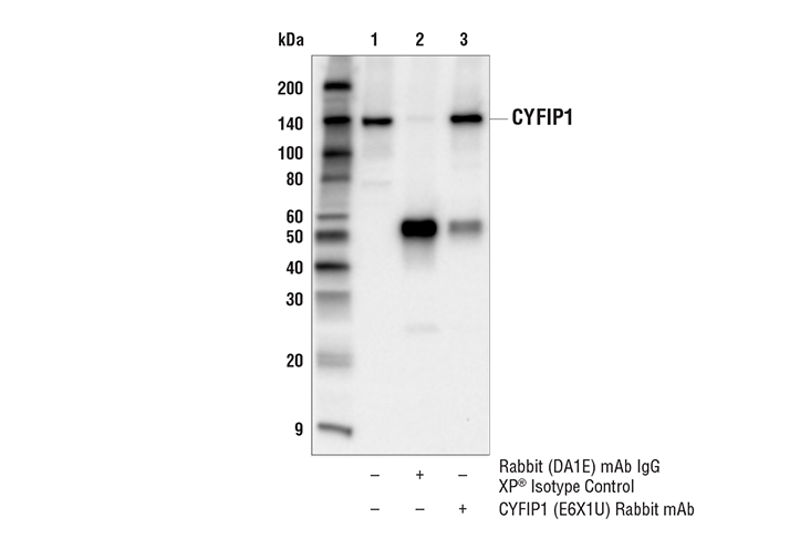 Immunoprecipitation Image 1: CYFIP1 (E6X1U) Rabbit Monoclonal Antibody