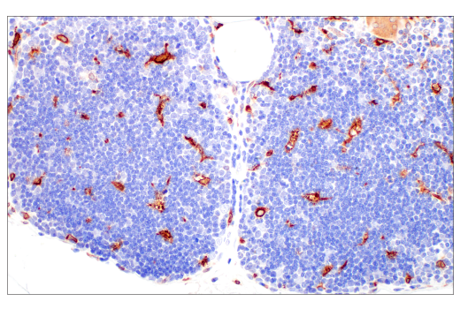 Immunohistochemistry Image 8: HO-1 (E8B7A) XP<sup>®</sup> Rabbit mAb