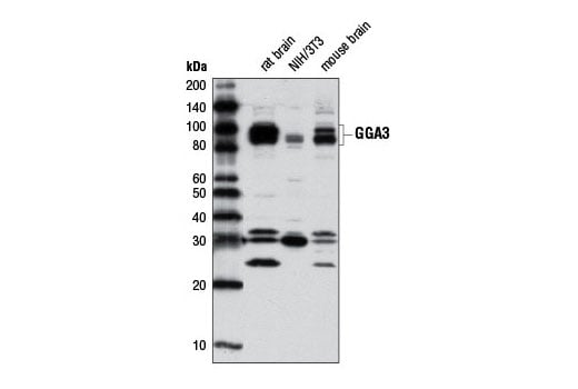 Western Blotting Image 1: GGA3 (D66F1) Rabbit mAb