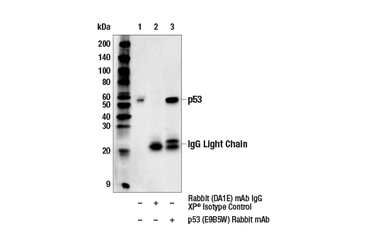 Immunoprecipitation Image 1: p53 (E9B5W) Rabbit Monoclonal Antibody