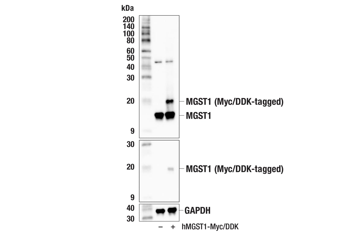Western Blotting Image 3: MGST1 (F6F5T) Rabbit Monoclonal Antibody