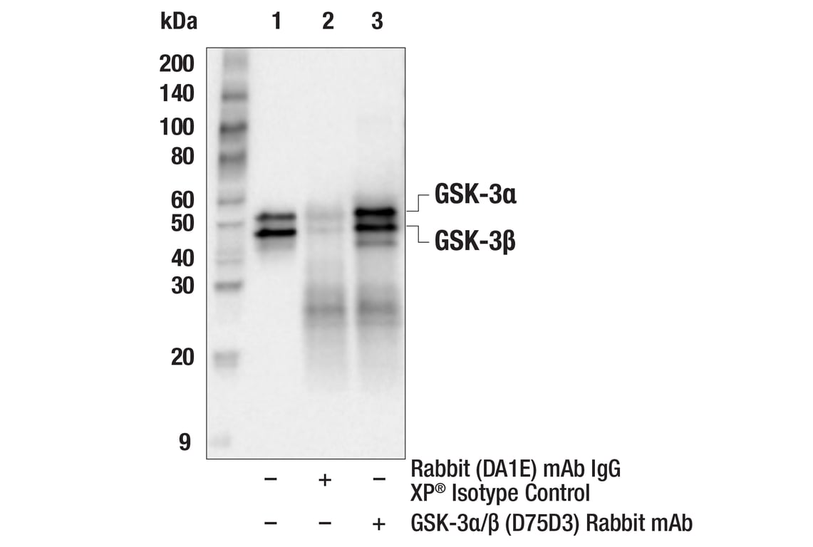 undefined Image 33: Alzheimer's Disease Antibody Sampler Kit