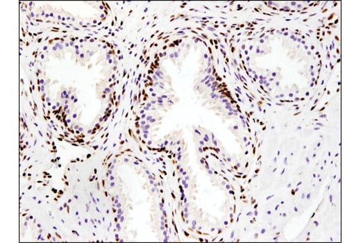 Immunohistochemistry Image 4: IFI16 (D8B5T) Rabbit Monoclonal Antibody (BSA and Azide Free)