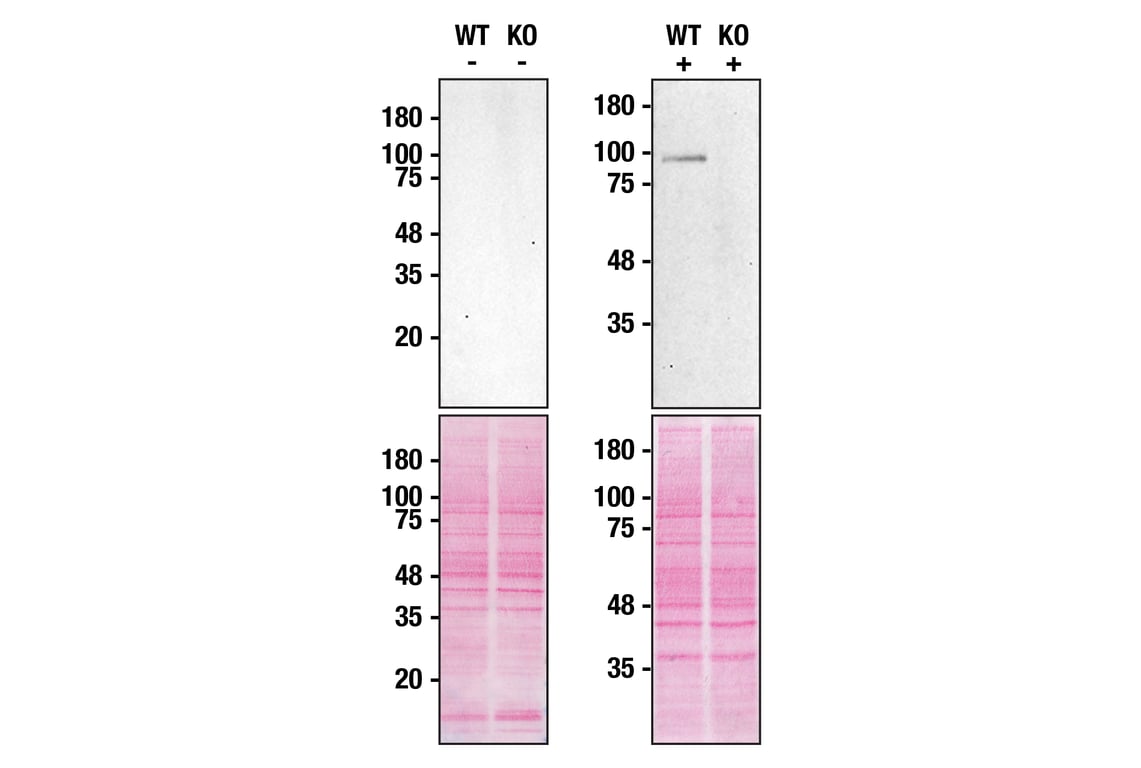 Western Blotting Image 3: Cyclin F (D9K2U) Rabbit Monoclonal Antibody