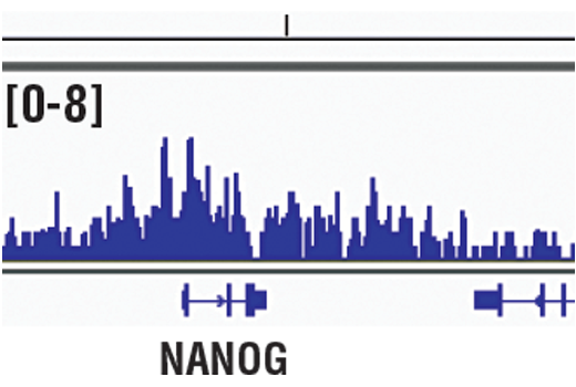 undefined Image 13: SET1/COMPASS Antibody Sampler Kit