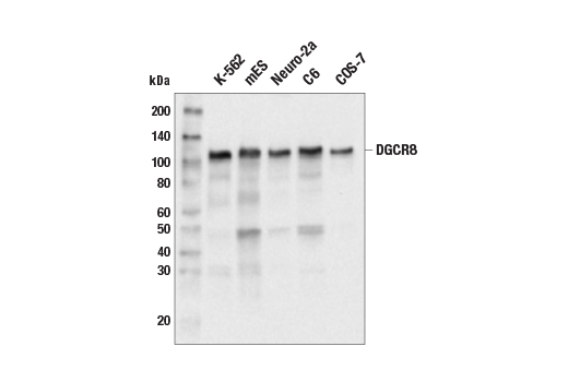 Western Blotting Image 2: DGCR8 (E7A2J) Rabbit Monoclonal Antibody