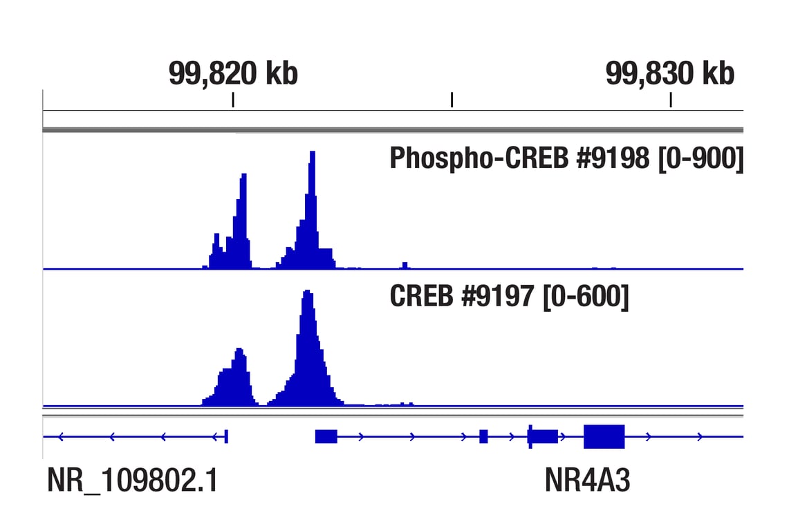 CUT & Tag Image 1: CREB (48H2) Rabbit Monoclonal Antibody