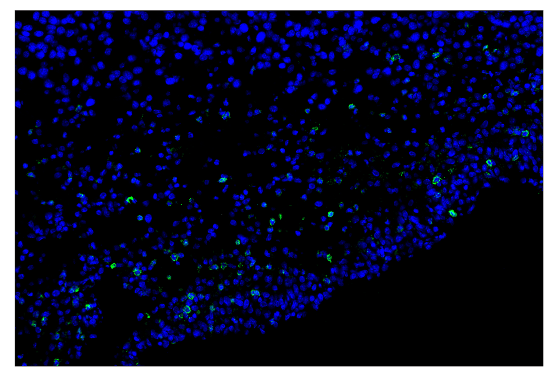 Immunohistochemistry Image 2: CD62L/L-Selectin (E7L2M) & CO-0183-647 SignalStar<sup>®</sup> Oligo-Antibody Pair
