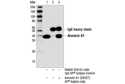 Immunoprecipitation Image 1: Annexin A1 (D5V2T) Rabbit Monoclonal Antibody