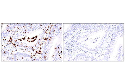 undefined Image 17: NETosis Antibody Sampler Kit