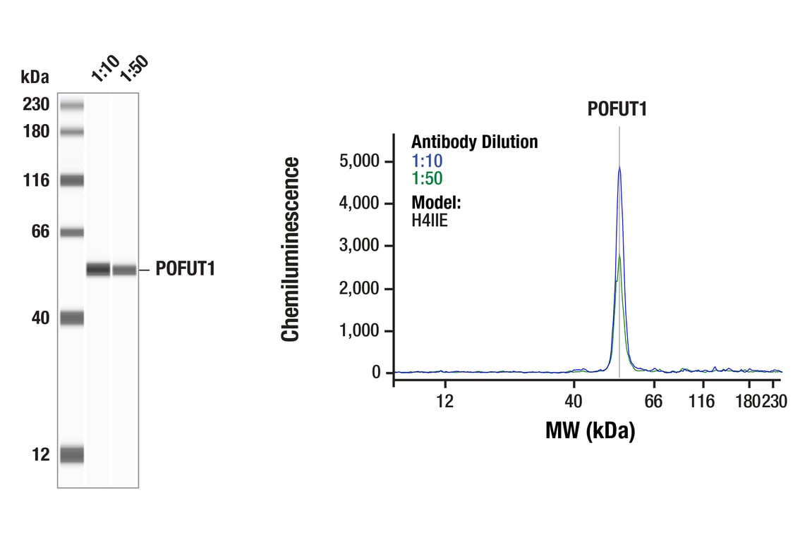 Western Blotting Image 1: POFUT1 (E8F4R) Rabbit Monoclonal Antibody