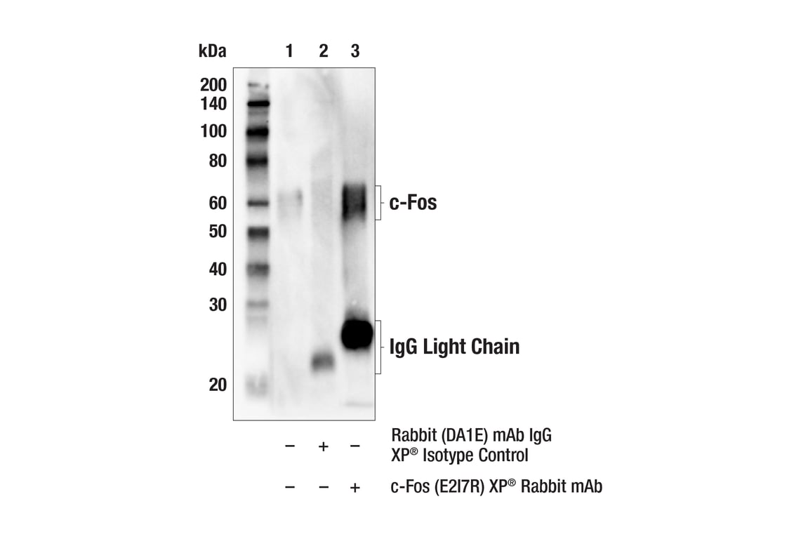 Immunoprecipitation Image 1: c-Fos (E2I7R) Rabbit Monoclonal Antibody