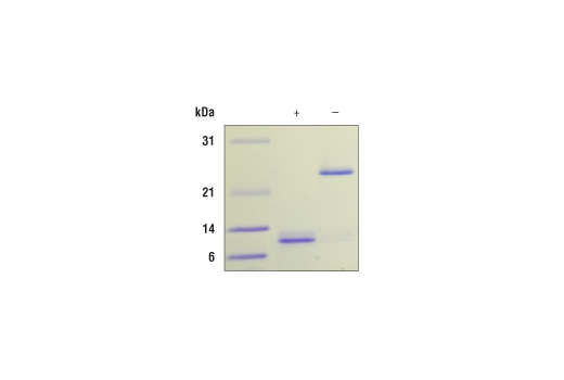 undefined Image 2: Human/Mouse/Rat Activin A Recombinant Protein