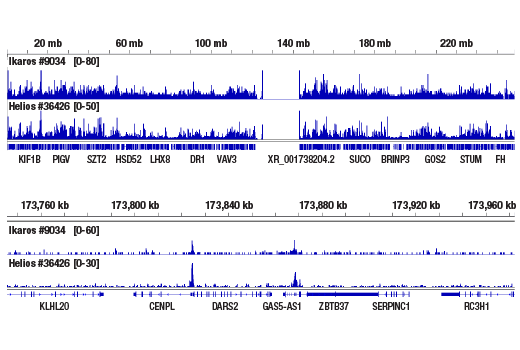 CUT & RUN Image 1: Ikaros (D10E5) Rabbit Monoclonal Antibody