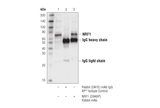 Immunoprecipitation Image 1: NRF1 (D9K6P) Rabbit Monoclonal Antibody