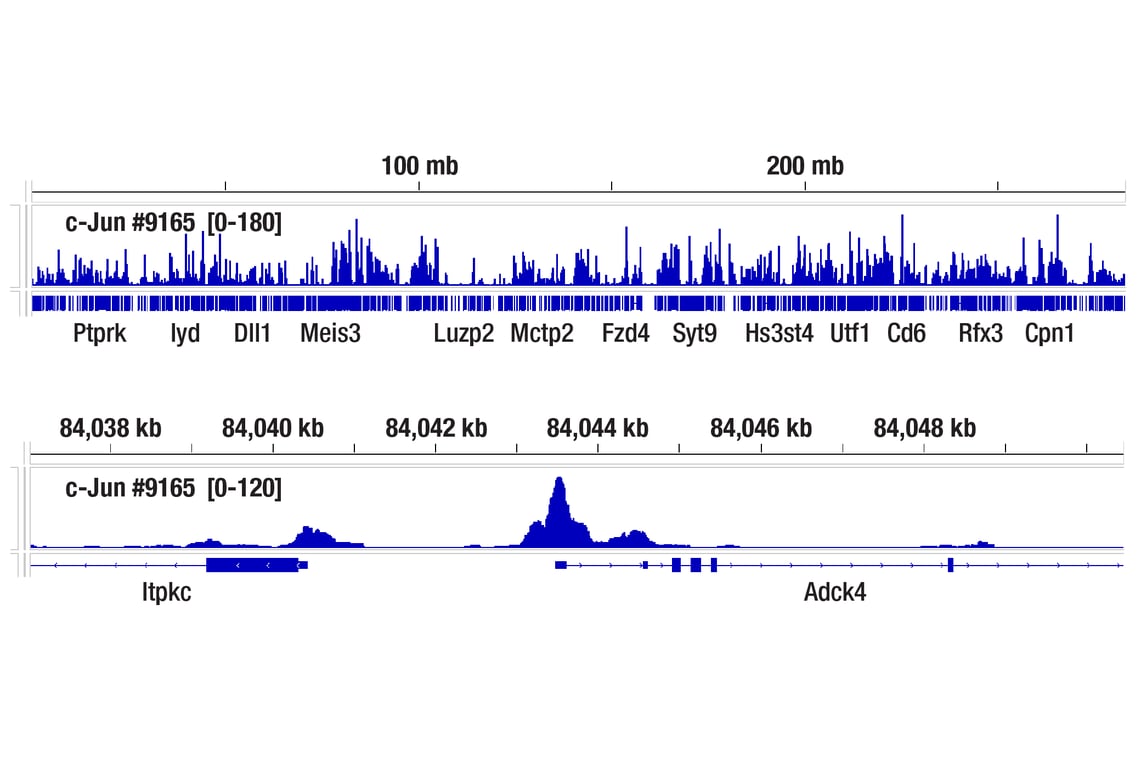 CUT & RUN Image 3: c-Jun (60A8) Rabbit Monoclonal Antibody