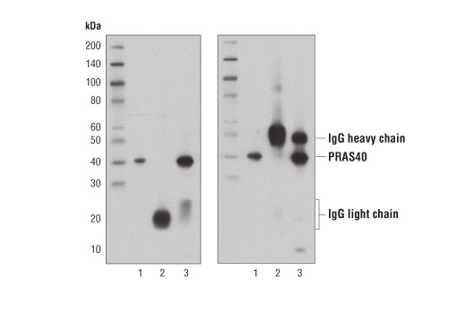 Western Blotting Image 1: Mouse Anti-rabbit IgG (Light-Chain Specific) (D4W3E) mAb