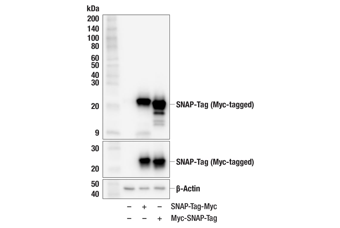 Western Blotting Image 2: SNAP-Tag (F9J8I) Rabbit Monoclonal Antibody