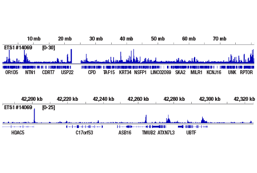 CUT & RUN Image 2: ETS-1 (D8O8A) Rabbit Monoclonal Antibody