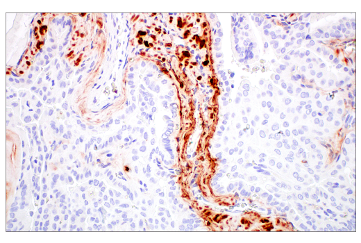 Immunohistochemistry Image 5: Decorin (E2N2C) XP<sup>®</sup> Rabbit mAb