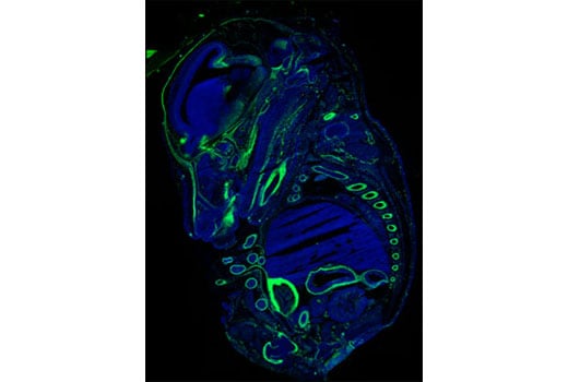 Immunofluorescence Image 1: Neuropilin-2 (D39A5) Rabbit Monoclonal Antibody