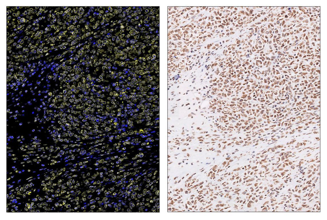 Immunohistochemistry Image 3: Lamin B1 (E6M5T) & CO-0200-594 SignalStar<sup>®</sup> Oligo-Antibody Pair