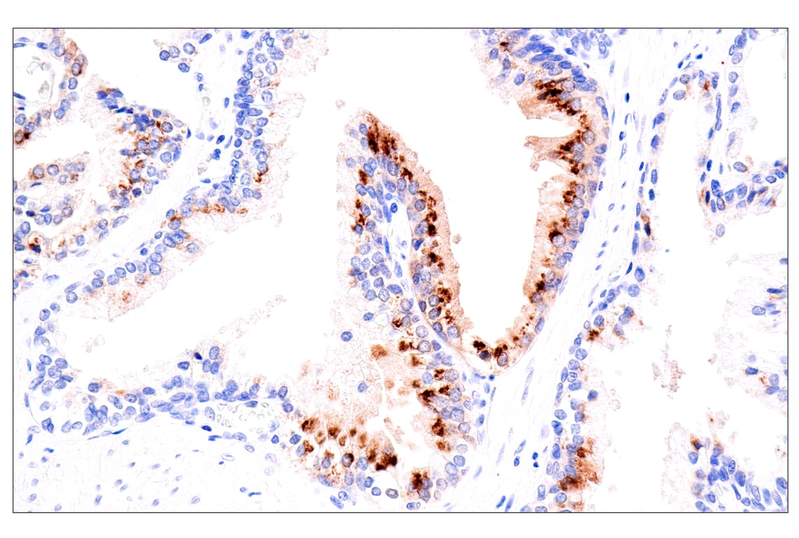 Immunohistochemistry Image 3: GDF15/MIC1 (E5Q8Q) Rabbit Monoclonal Antibody