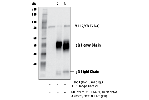Immunoprecipitation Image 1: MLL2/KMT2B (E6A8V) Rabbit Monoclonal Antibody (Carboxy-terminal Antigen)
