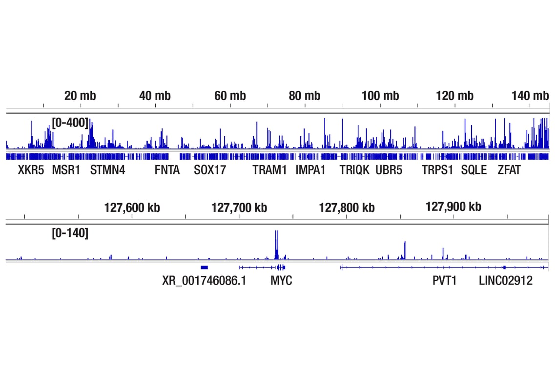 CUT & Tag Image 2: CTCF (D31H2) Rabbit Monoclonal Antibody