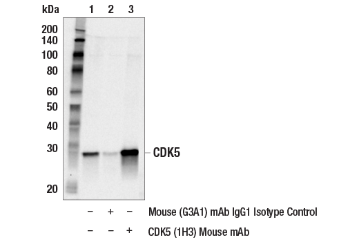 Immunoprecipitation Image 1: CDK5 (1H3) Mouse Monoclonal Antibody