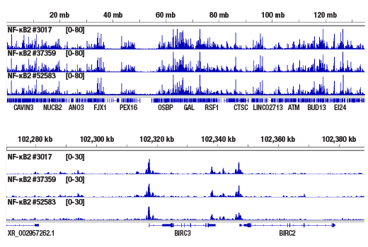 undefined Image 20: NF-kappaB Family Member Antibody Sampler Kit