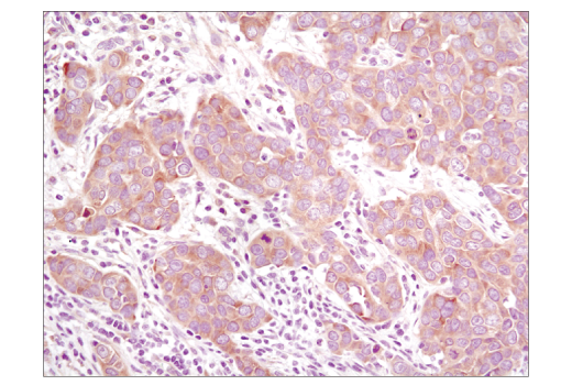 Immunohistochemistry Image 1: PRAS40 (D23C7) Rabbit Monoclonal Antibody (BSA and Azide Free)