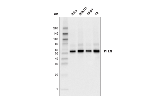 Western Blotting Image 2: PTEN (138G6) Rabbit Monoclonal Antibody (Biotinylated)