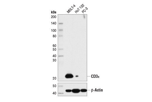 Western Blotting Image 1: CD3ε (D7A6E<sup>™</sup>) XP<sup>®</sup> Rabbit mAb